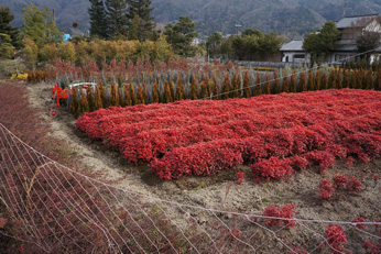 （池田市細川の植木生産風景）