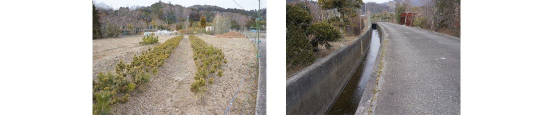 （左）松苗生産（右）畑に張り巡らされた水路