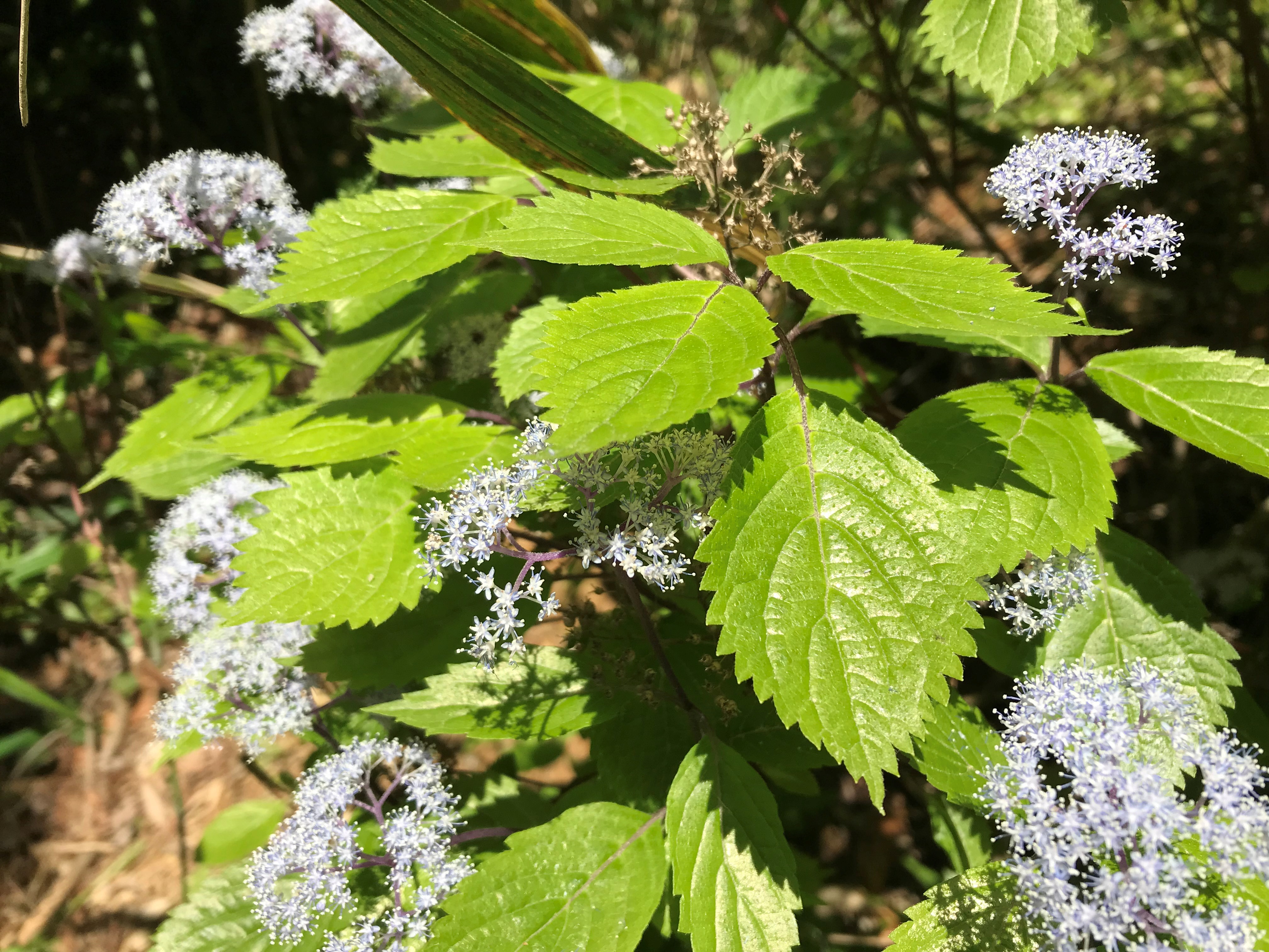 緑化事業 グンゼ株式会社