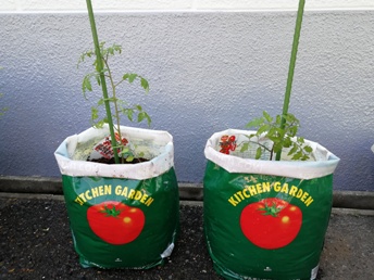 デルモンテさんのトマト苗を植えつけました 花卉販売事業 グンゼ株式会社