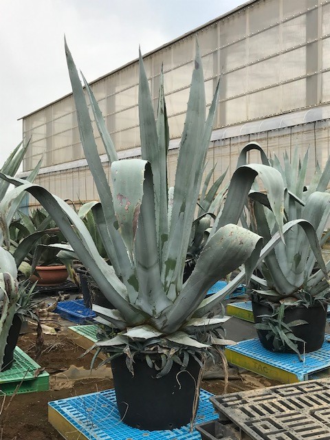 アガベ アメリカーナ Agave  青の竜舌蘭　大株