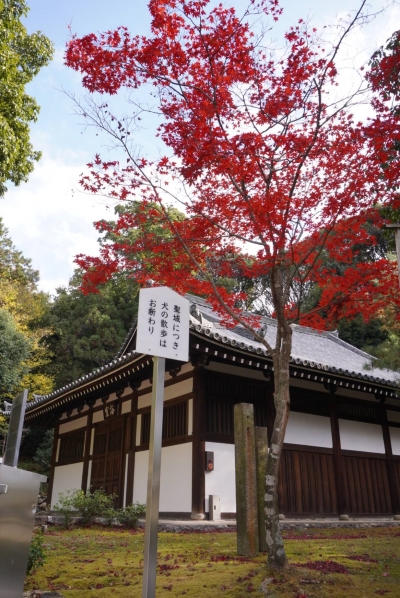 東福寺敷地内の紅葉ok