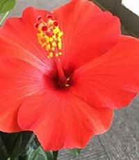 ﾊｲﾋﾞ花粉10.1