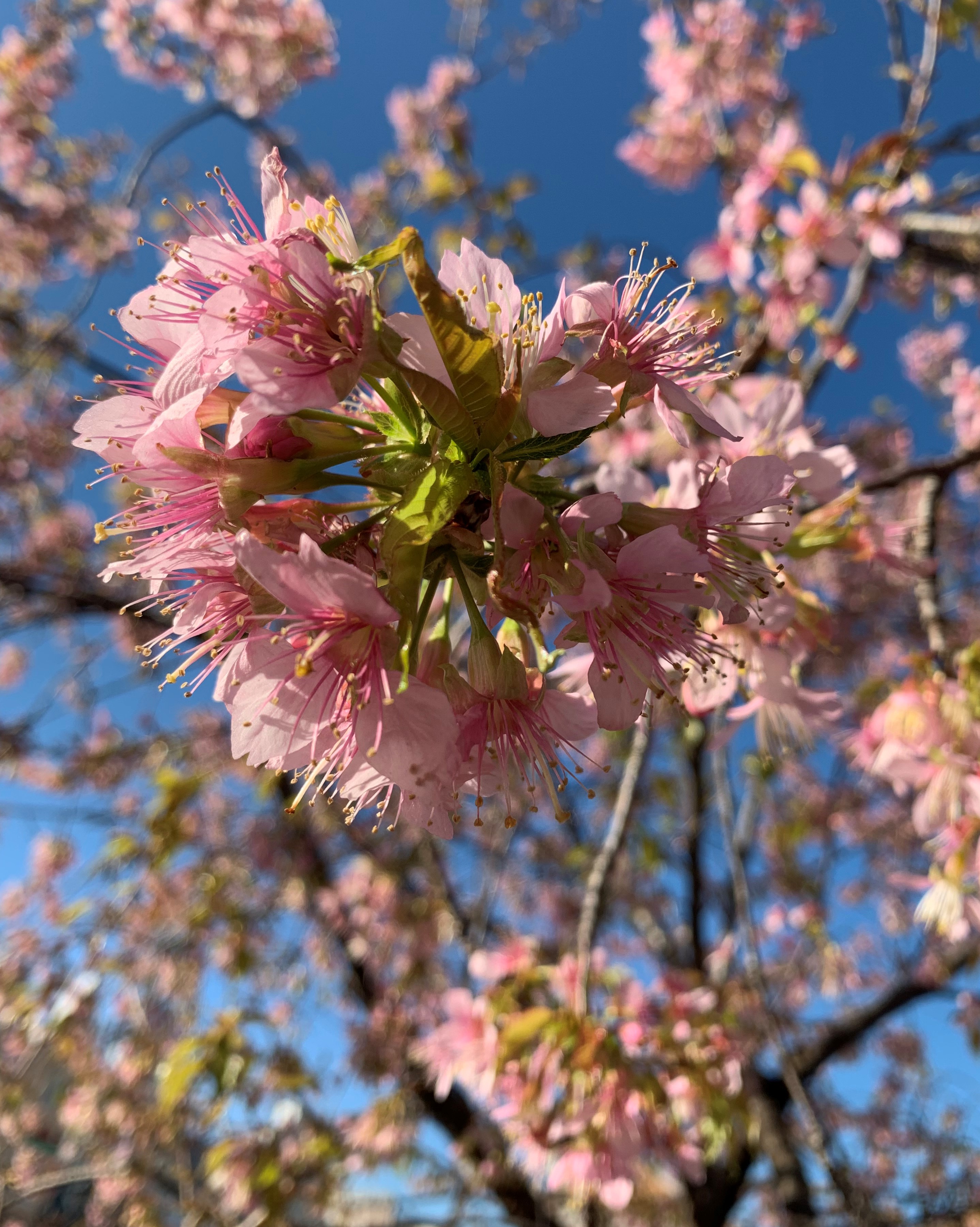 花のアップ１